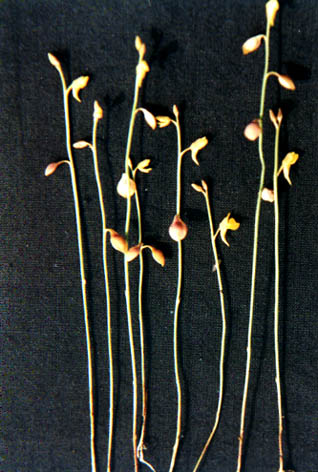 ڶ
    Utricularia bifida
    Linn.