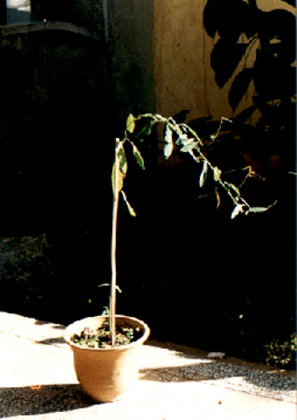 
    Desmodium gyrans
    (Linn.) DC.