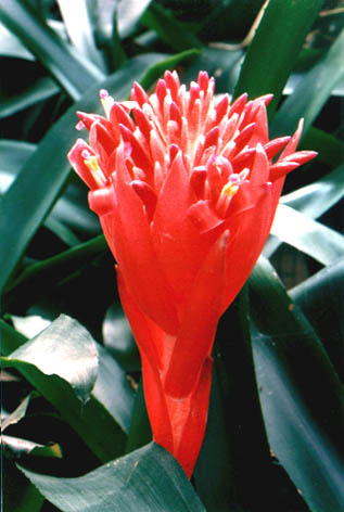 ˮ
    Billbergia pyramidlis (Sims) Lindl.