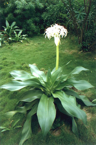 
    Crinum asiaticum Linn.
    var. sinicum (Roxb. ex Herb.) Baker