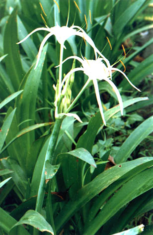 ˮ
    Hymenocallis americana Roem.