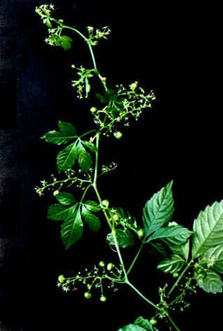 ʹ
    Gynostemma
    pentaphyllum (Thunb.) Makino
