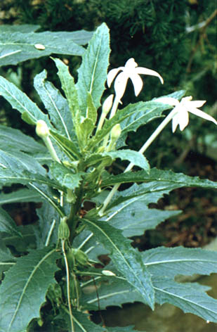 ͬ
    Isotoma longiflora Presl.