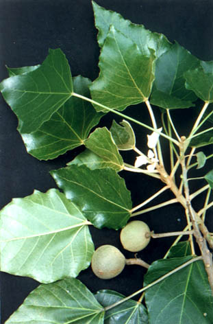 ʯ
    Aleurites moluccana
    (Linn.) Willd.