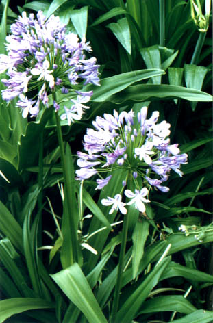 
    Agapanthus africanus Hoffmgg.