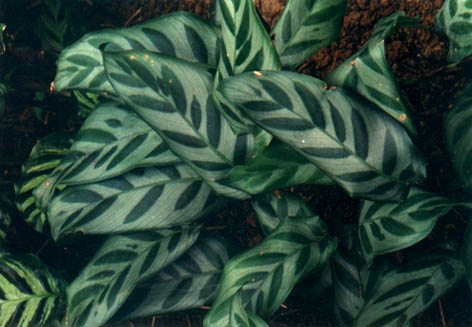 Ҷ
    Calathea bella (Bull.) Regel.