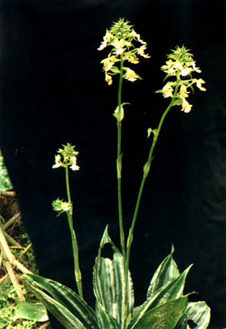 Ϻ
    Calanthe argenteo-striate C. Z.