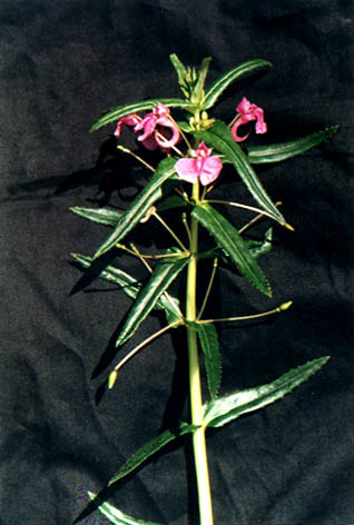 
    Impatiens chinensis Linn.