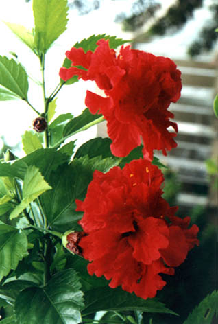 
    Hibiscus rosa-sinensis Linn.