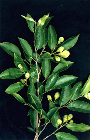 
    Aquilaria sinensis (Lour.) Gilg.