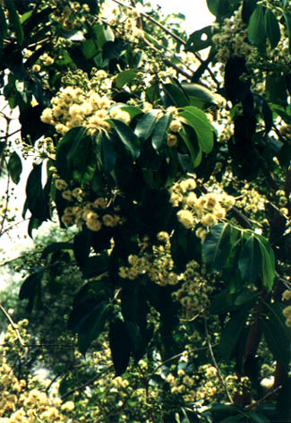 ī
    Syzygium cumini (Linn.) Skeels