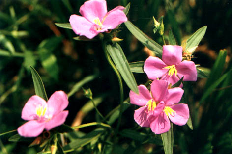 
    Osbeckia chinensis Lour.