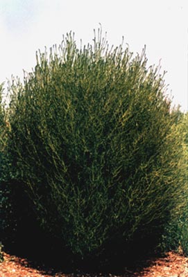 ɨ
    (Kochia scoparia (Linn.) Schrad. f. Trichophylla (Hort.) Schinz et Thell.)