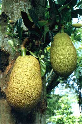 (Artocarpus heterophyllus Lam.)