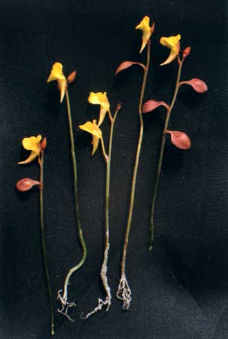 ڶ(Utricularia bifida Linn.)