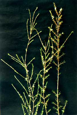 (Baeckea frutescens Linn.)