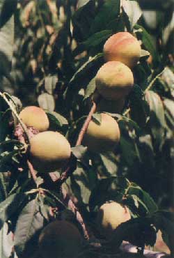 (Prunus persica (Linn.) Batsch)