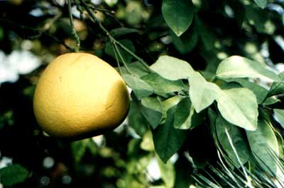 (Citrus grandis (Linn.) Osbeck)