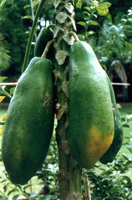 ľ(Carica papaya Linn.)