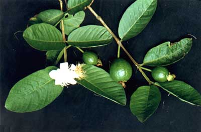 ʯ(Psidium guajava Linn.)