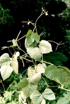 �̶�(Vigna radiata (Linn.) R. Wilczak)