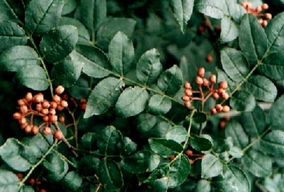 ����(Zanthoxylam bungeanum Maxim.)