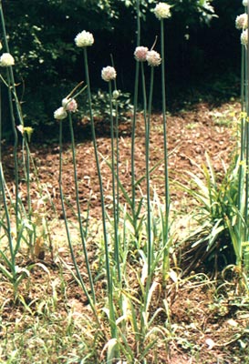 (Allium sativum Linn.)