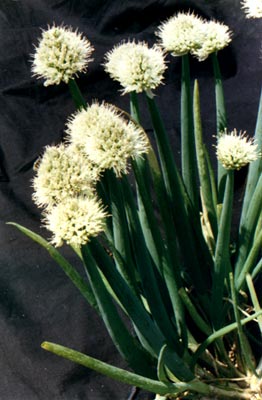 (Allium fistulosum Linn.)