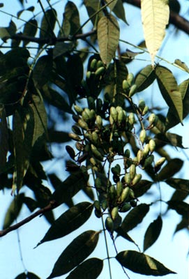 㴻(Toona sinensis (A. Juss.) Roem.)