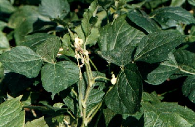 ඹ(Vigna angularis (Willd.) Ohwi et Ohashi)