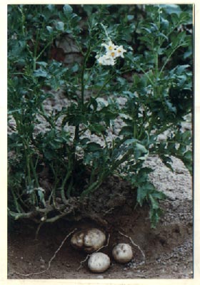 (Solanum tuberosum Linn.)