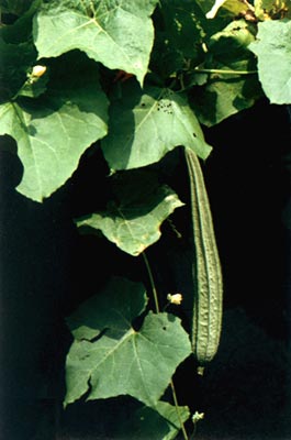 ˿(Luffa acutangula (Linn.) Roxb.)