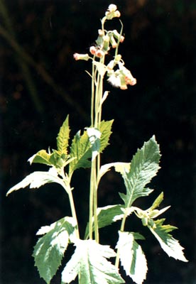 Ұ
    (Crassocepbalum crepidioides (Benth.) S. Moore)
