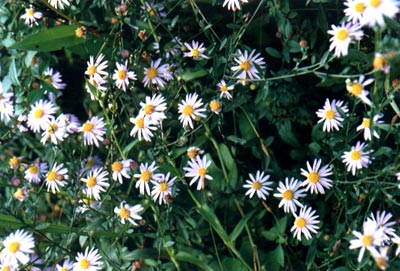 ����(Kalimeris indica (Linn.) Sch.)