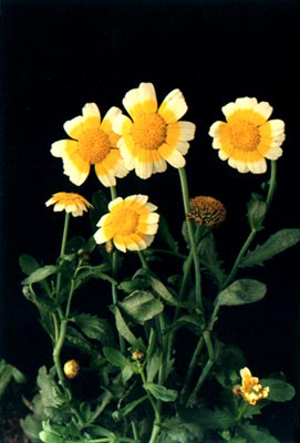 (Chrysanthmum segetum Linn.)