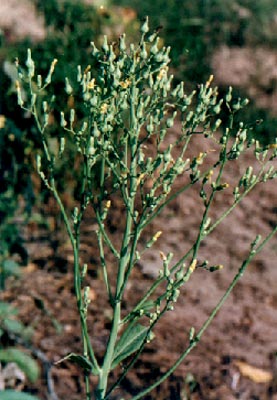 ݫ(Lactuca sativa Linn.)