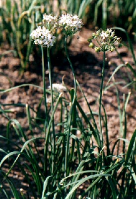 (Allium tuberosum Rottl. ex Spreng)