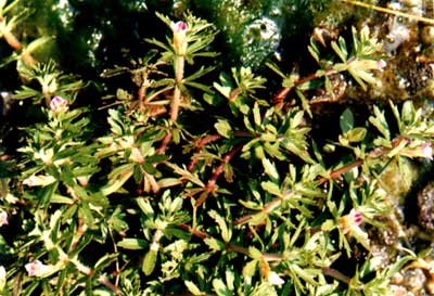 ʯβ(Limnophila sessiliflora (Vahl) Bl.)