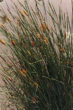 С(Typha minima Funk.)