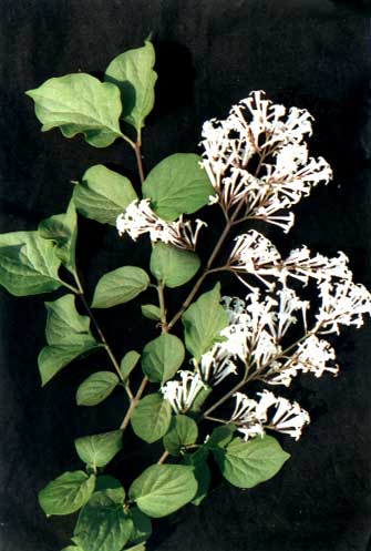 Ҷ
    (Vitex trifolia Linn. var. simplicifolia Cham.)