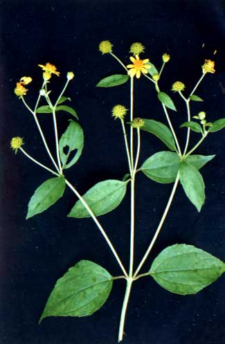 ϻ(Wedelia biflora (Linn.) DC.)