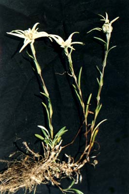 Ҷ޲
    (Leontopodium dedekensii (Bur. et Franch.)
    Beauv.)