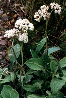 ೵ǰҶ
    (Anaphalia aureopunctata Lingelsh. etBorza var. tomentosa)