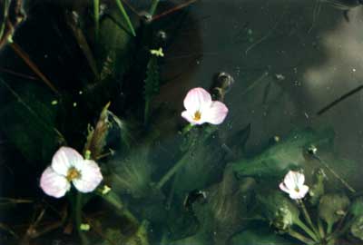 ˮǰ(Ottelia alismoides (Linn.) Pers.)