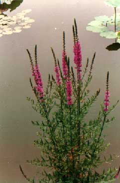 ǧ(Lythrum salicaria Linn.)
