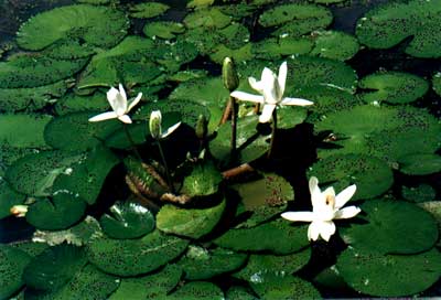 ѩ˯
    (Nymphaea lotus Linn. var. Dentata (Schum. et Thonn.) Nichols.)