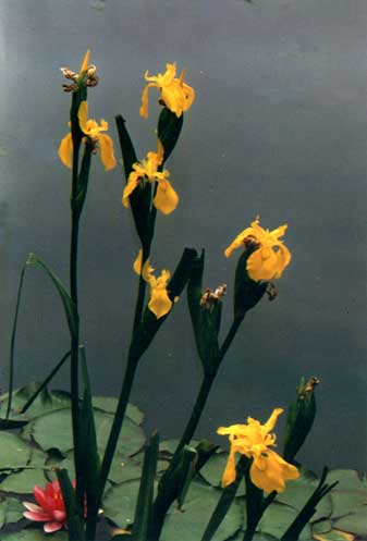 (Iris pseudacorus Linn.)