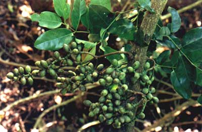 СҶ
    (Gnetum parvifolium (Warb.) C. Y. Cheng)