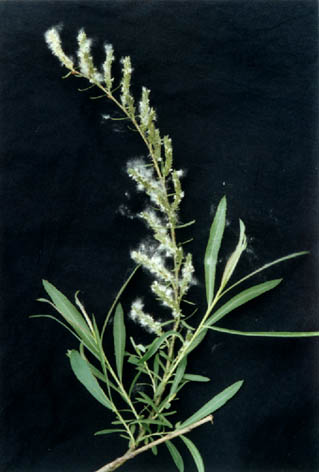 Ƥ
    Salix purpurea Linn.