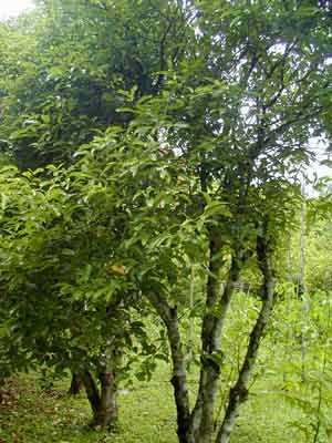 Ĵͳҩ (Cinnamomum cassia)